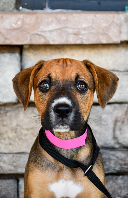 Pet Photo