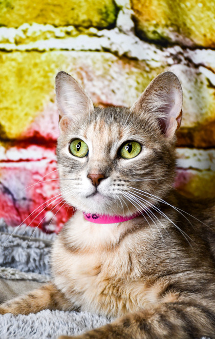 Pet Photo