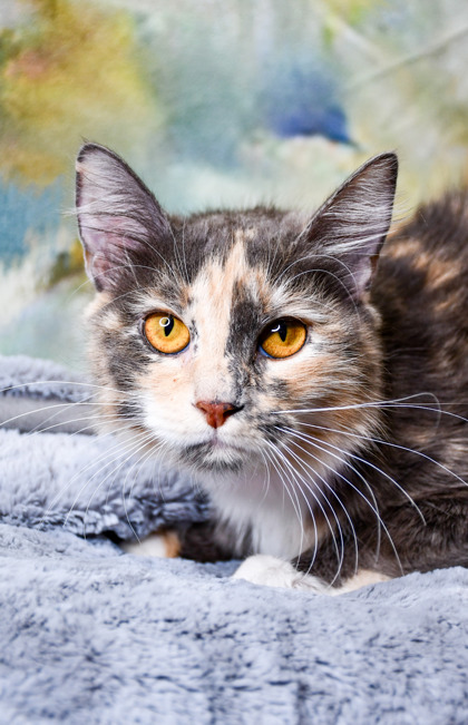 Pet Photo