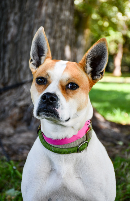 Pet Photo