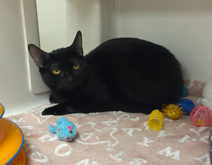 BETTY BOOP - Domestic Shorthair / Mix available for adoption