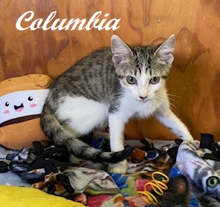 COLUMBIA - Domestic Shorthair / Mix available for adoption