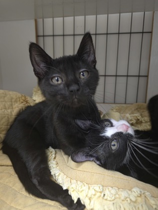 PARSLEY - Domestic Shorthair / Mix available for adoption