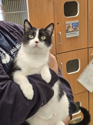 MILA - Domestic Shorthair / Mix available for adoption