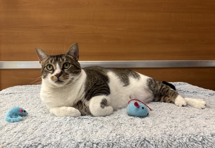 SASHA - Domestic Shorthair / Mix available for adoption