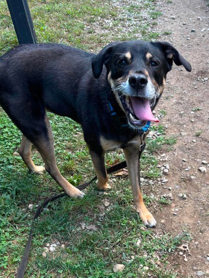 GUPPY - Labrador Retriever / Shepherd available for adoption