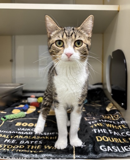 CORALINE - Domestic Shorthair / Mix available for adoption