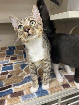 CAP'N CRUNCH - Domestic Shorthair / Mix available for adoption