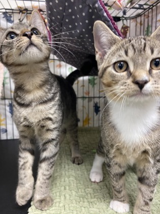 COUNT CHOCULA - Domestic Shorthair / Mix available for adoption