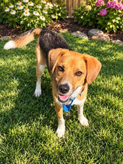 BETTY - Beagle / Mix available for adoption