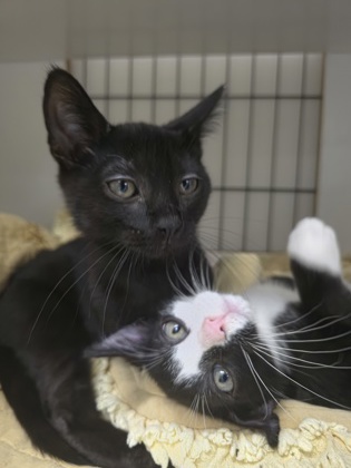 CILANTRO - Domestic Shorthair / Mix available for adoption