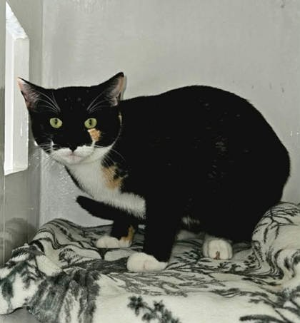 CAROLINE - Domestic Shorthair / Mix available for adoption