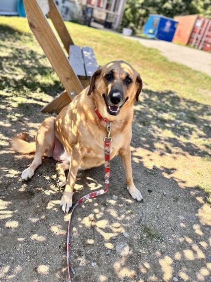 MABELINE - Black-Mouth Cur / Mix available for adoption