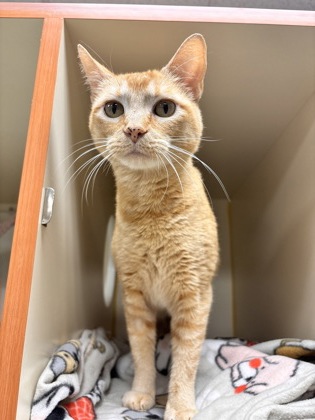 BUTTERCUP - Domestic Shorthair / Mix available for adoption