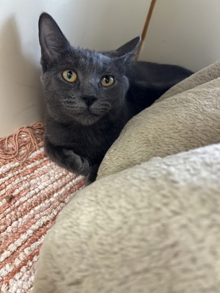 MAXXIE - Domestic Shorthair / Mix available for adoption
