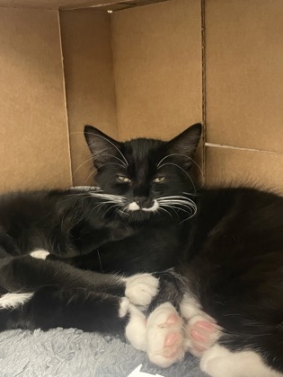MACK - Domestic Medium Hair / Mix available for adoption