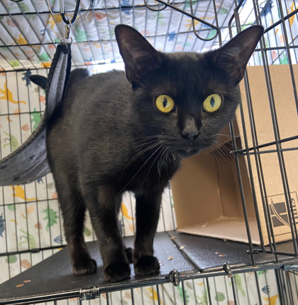 AUNTIE EM - BONDED - Domestic Shorthair / Mix available for adoption
