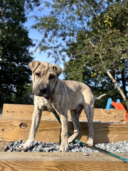 GIGGLES - Labrador Retriever / Mix available for adoption