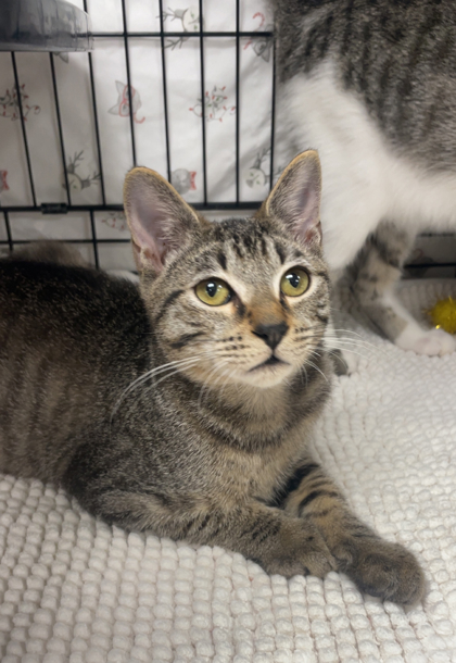 YALE - Domestic Shorthair / Mix for adoption in Cambridge