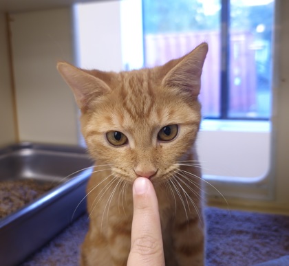 CHEETO - Domestic Medium Hair / Mix available for adoption