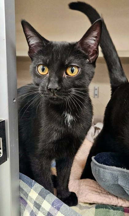 MALIK - Domestic Shorthair / Mix available for adoption