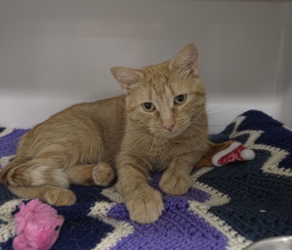 LEELOO - Domestic Shorthair / Mix available for adoption