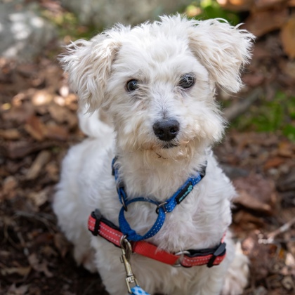 HUGHEY - Miniature Poodle / Mix available for adoption