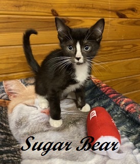 SUGAR BEAR - Domestic Shorthair / Mix available for adoption