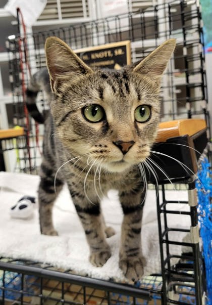 LILAS - Domestic Shorthair / Mix available for adoption