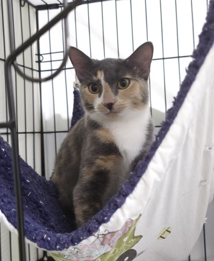 BETTY - Domestic Shorthair / Mix available for adoption