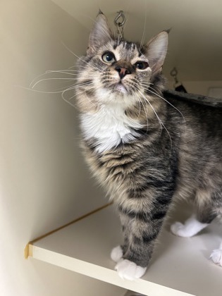 GLORIA - SPECIAL NEEDS - Domestic Medium Hair / Mix available for adoption