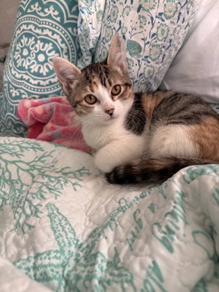 MIA - FOSTER - Domestic Shorthair / Mix available for adoption