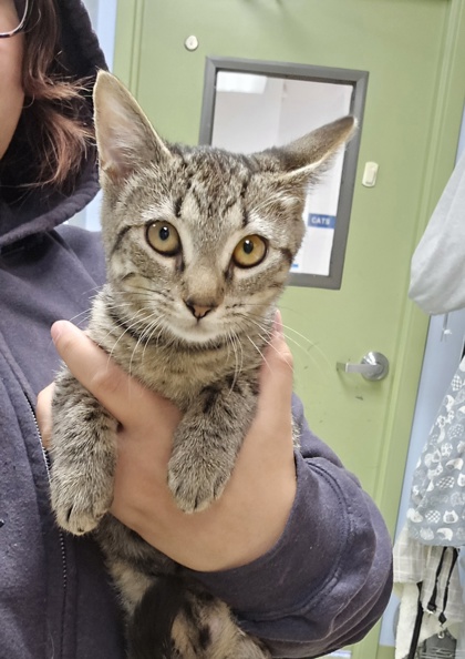 DEEDEE - Domestic Shorthair / Mix available for adoption