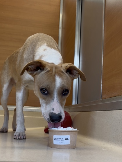 LIBERTY - Labrador Retriever / Mix available for adoption
