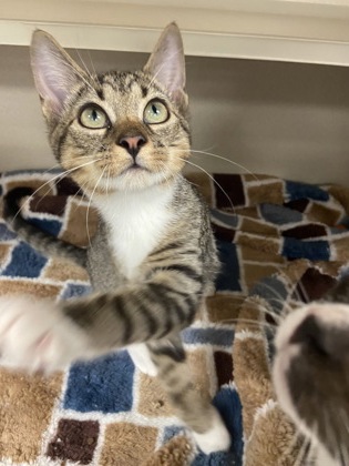CAP'N CRUNCH - Domestic Shorthair / Mix available for adoption