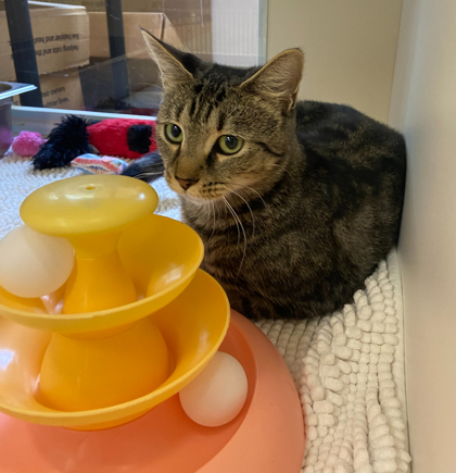 LILAS - Domestic Shorthair / Mix available for adoption