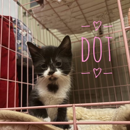 DOT - FOSTER - Domestic Shorthair / Mix available for adoption