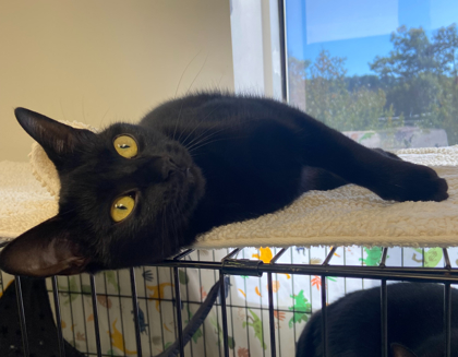 DOROTHY - BONDED - Domestic Shorthair / Mix available for adoption