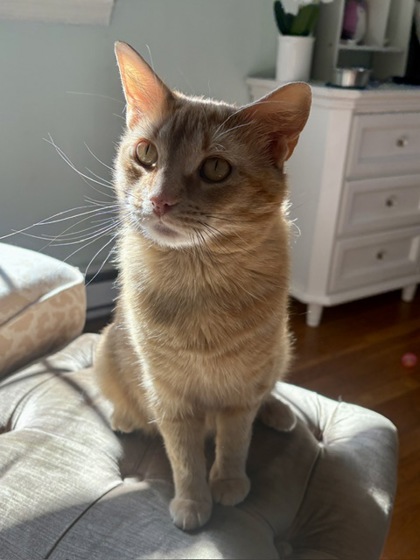 LEELOO - Domestic Shorthair / Mix available for adoption
