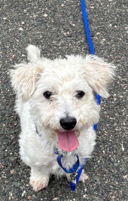 HUGHEY - Miniature Poodle / Mix available for adoption