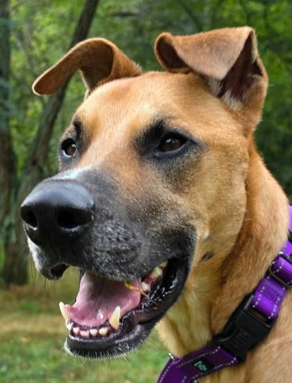 BUDDY - Great Dane / Rhodesian Ridgeback available for adoption