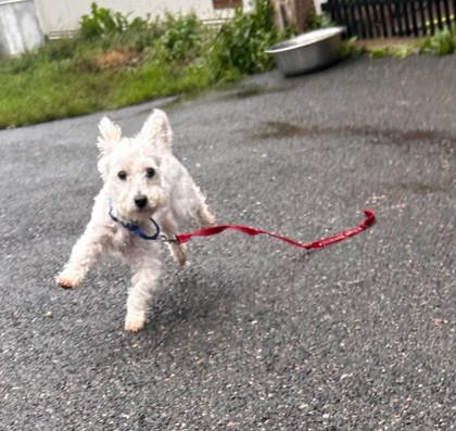 HUGHEY - Miniature Poodle / Mix available for adoption