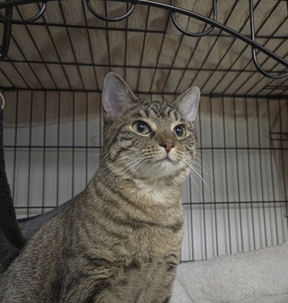 KAZOO - Domestic Shorthair / Mix available for adoption
