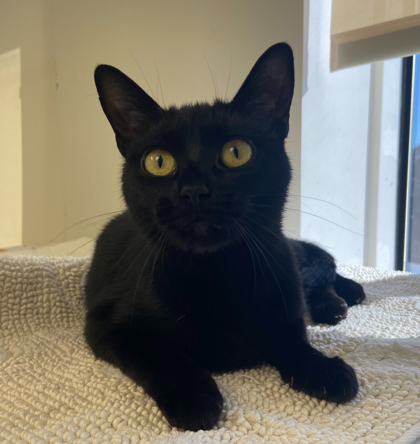 DOROTHY - BONDED - Domestic Shorthair / Mix available for adoption