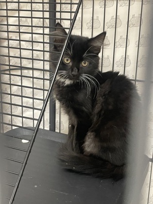 CARL DEAN - Domestic Medium Hair / Mix available for adoption