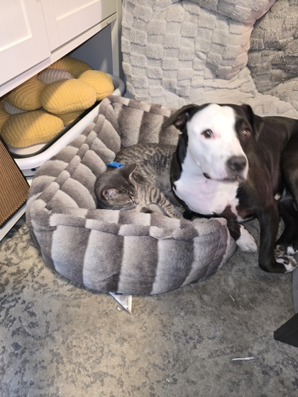 JELLY DONUT - FOSTER - Domestic Shorthair / Mix available for adoption