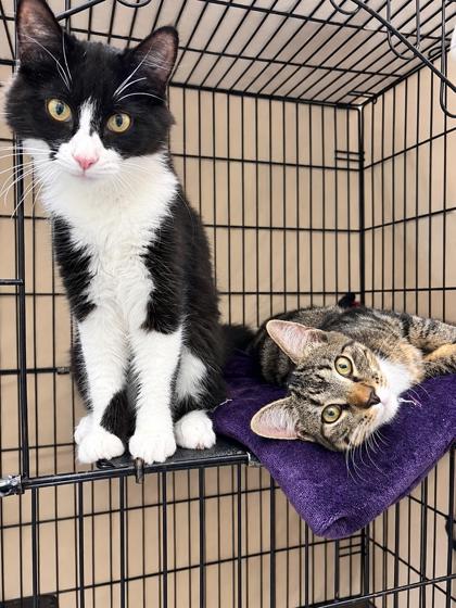 MAX - BONDED PAIR - Domestic Shorthair / Mix available for adoption