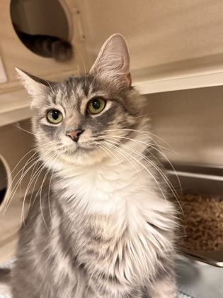 SALEM - BONDED PAIR - Domestic Medium Hair / Mix available for adoption