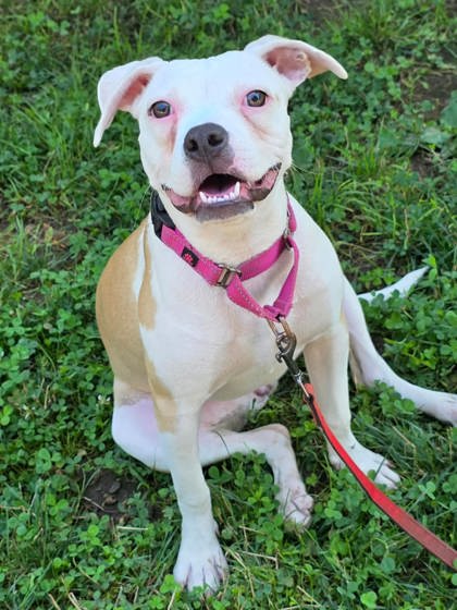 MILLIE - FOSTER - Boxer / Pit Bull Terrier available for adoption