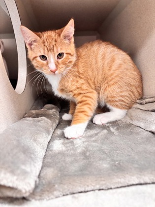 CHEROKEE - Domestic Medium Hair / Mix available for adoption